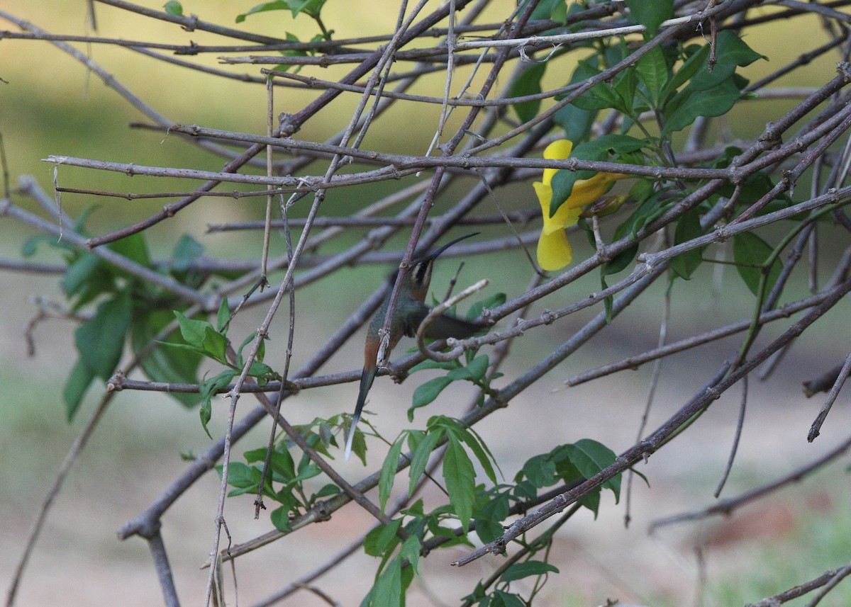 Planalto Hermit - ML643554297