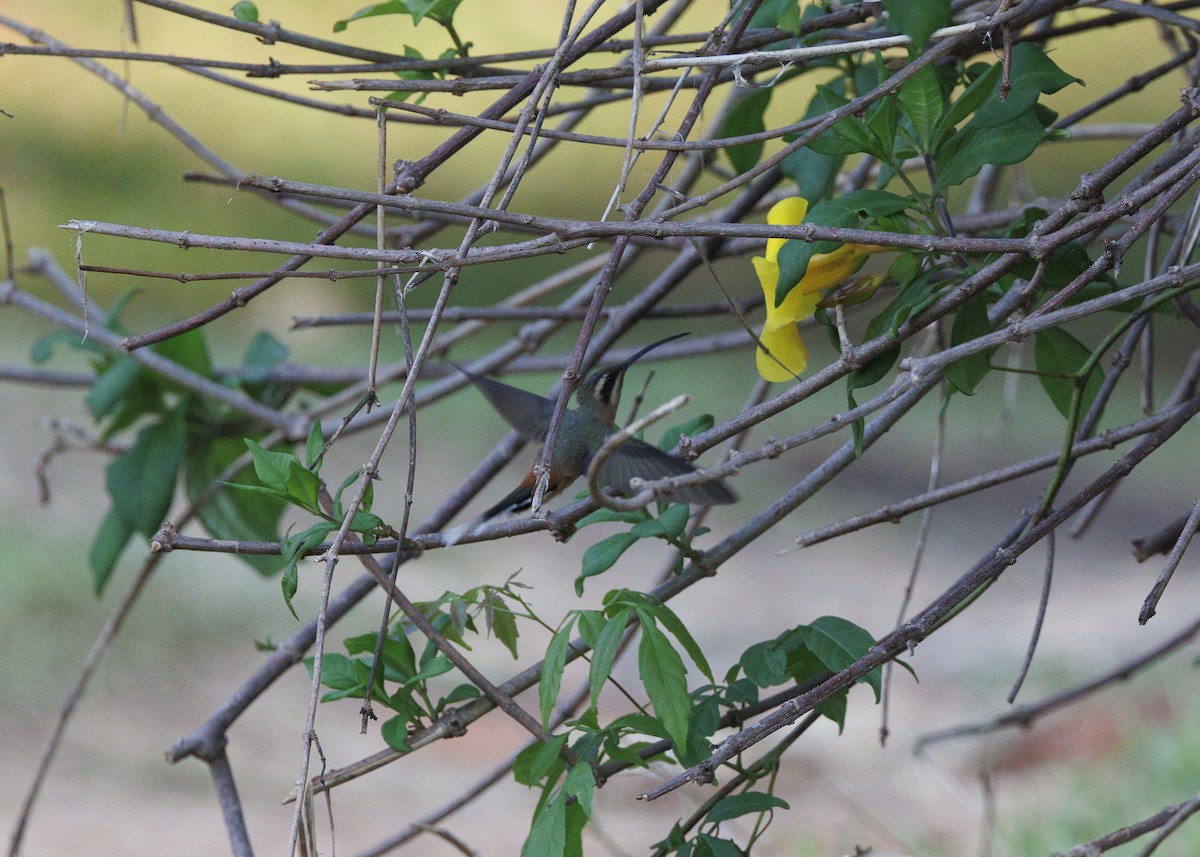 Planalto Hermit - ML643554298
