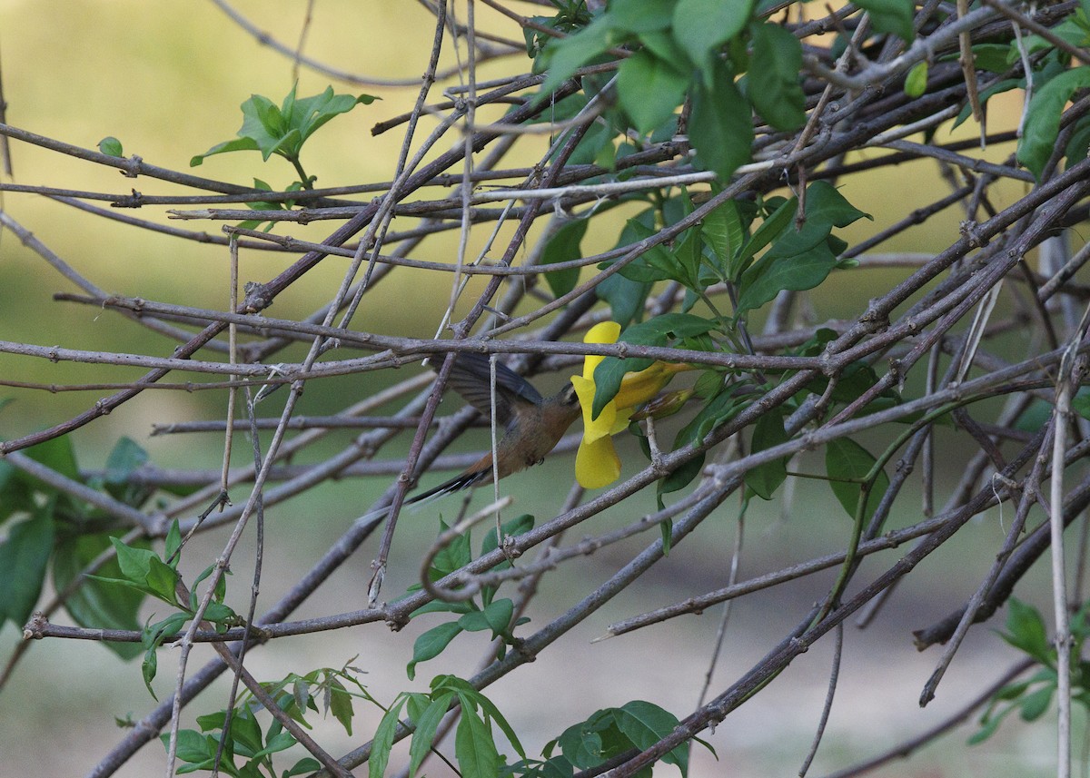 Planalto Hermit - ML643554299