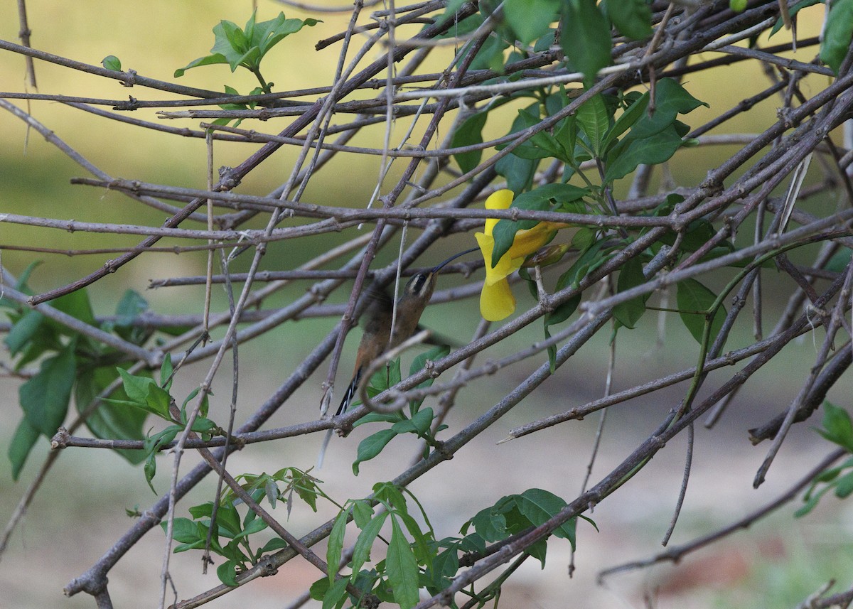 Planalto Hermit - ML643554300