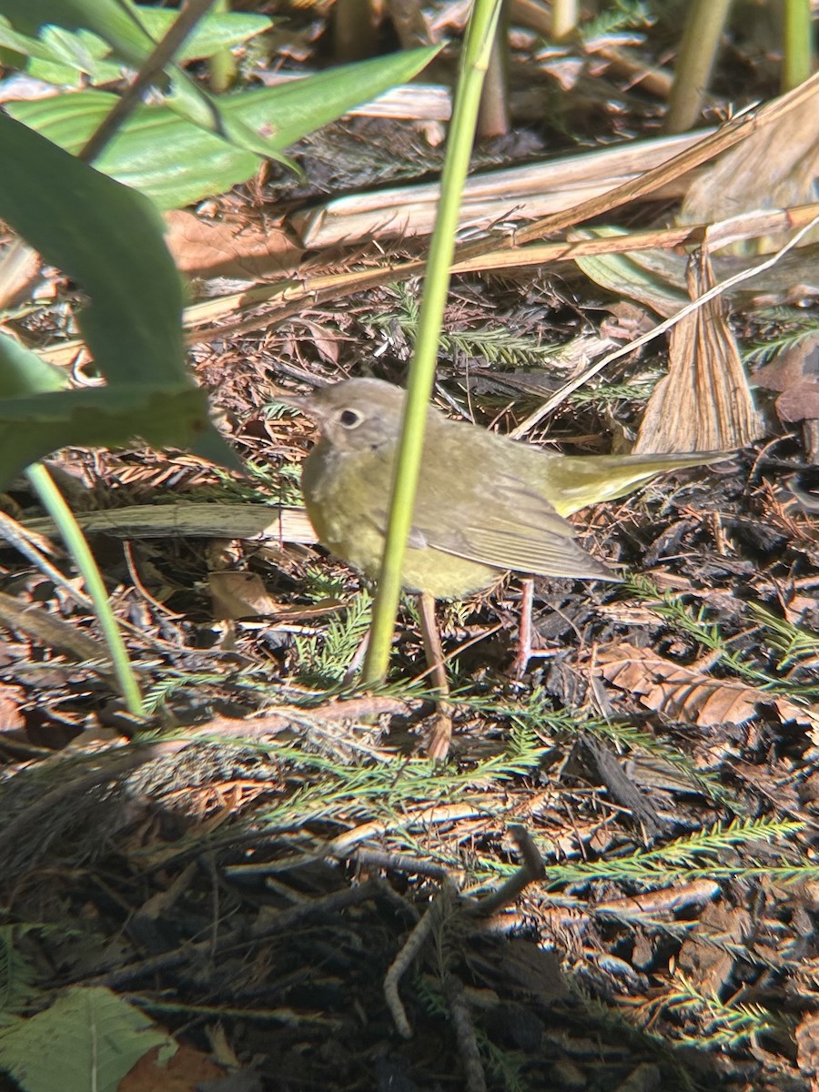 Connecticut Warbler - ML643554314