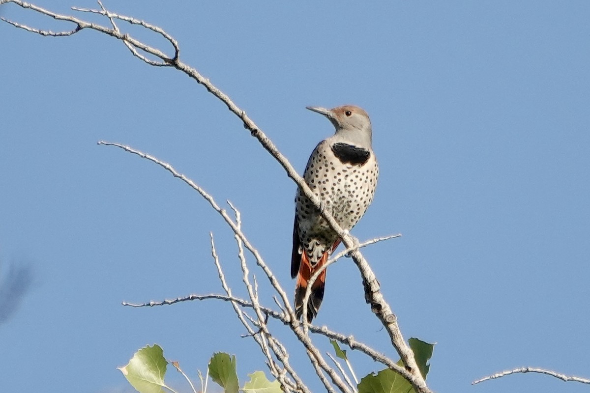 Northern Flicker - ML643554325