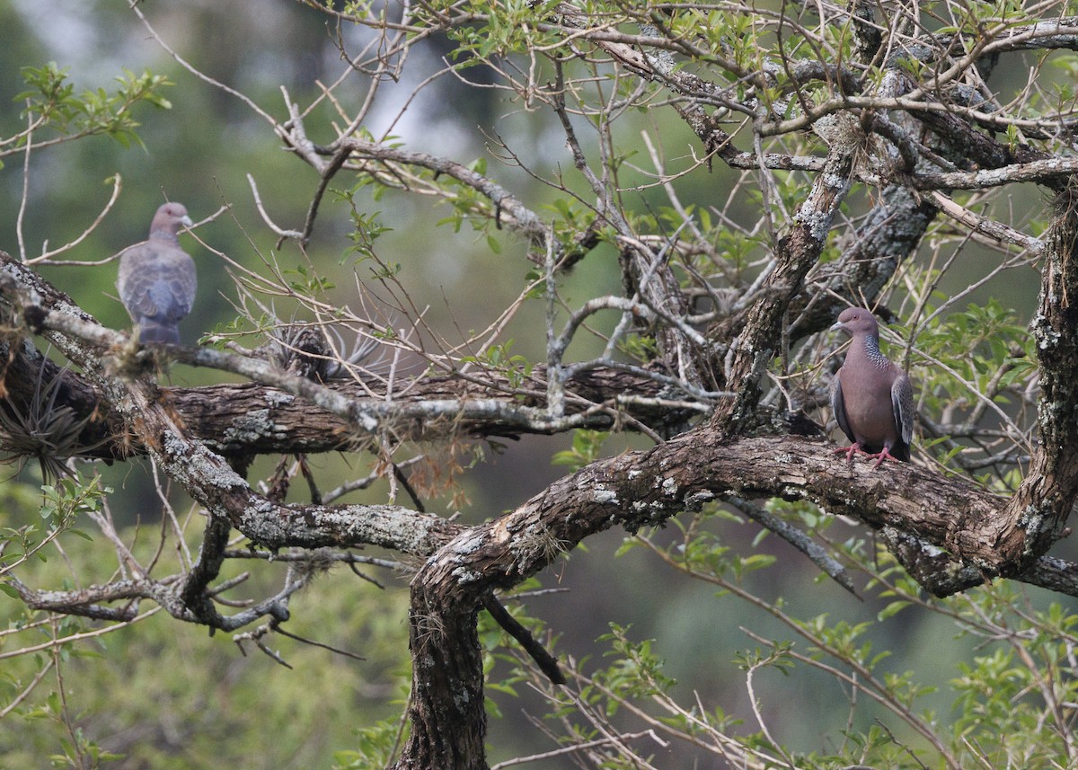 Picazuro Pigeon - ML643554333