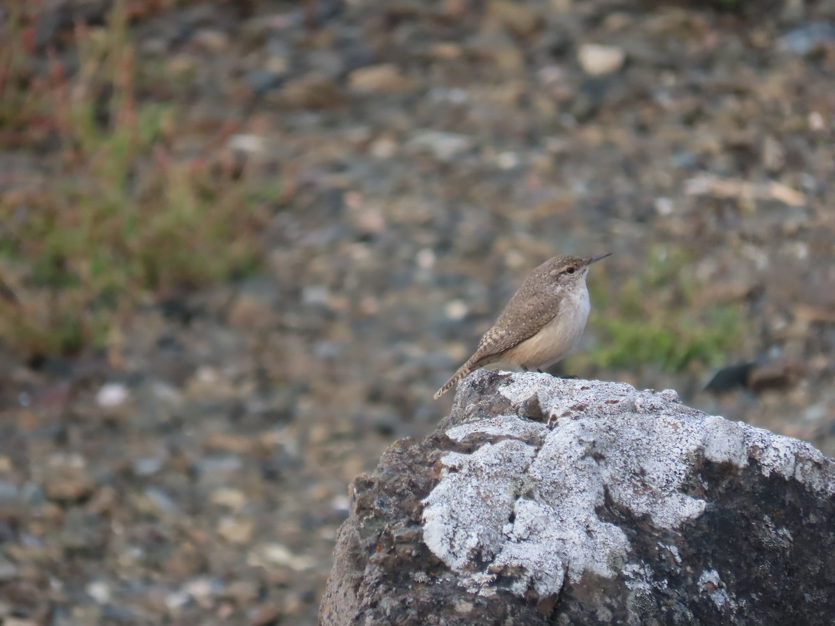 イワミソサザイ - ML643554340