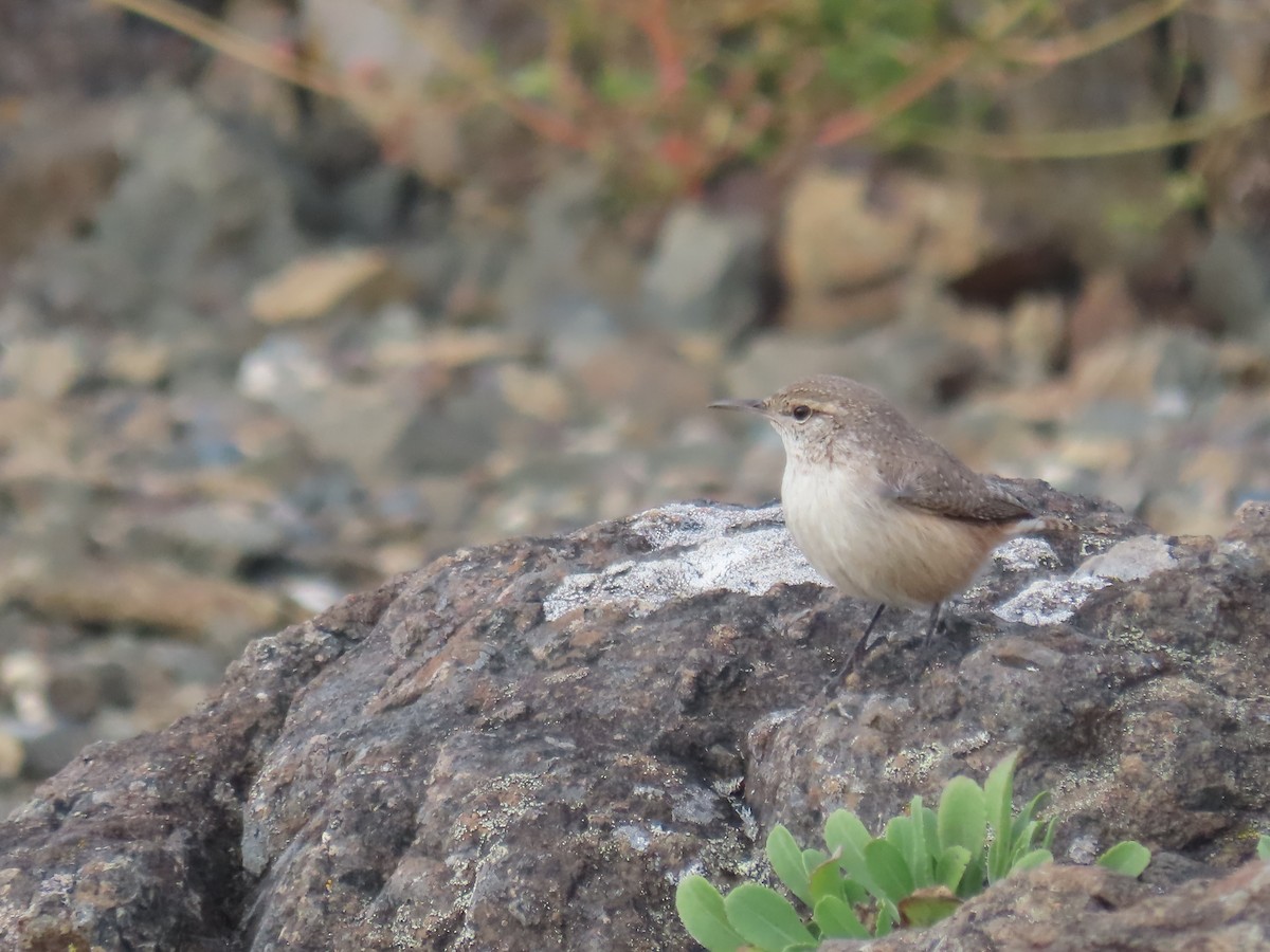 イワミソサザイ - ML643554341