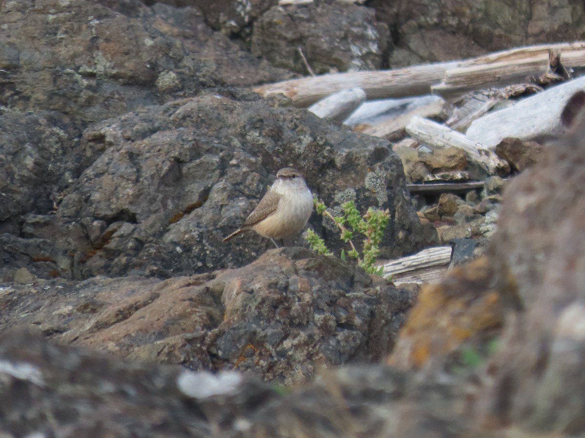 イワミソサザイ - ML643554342