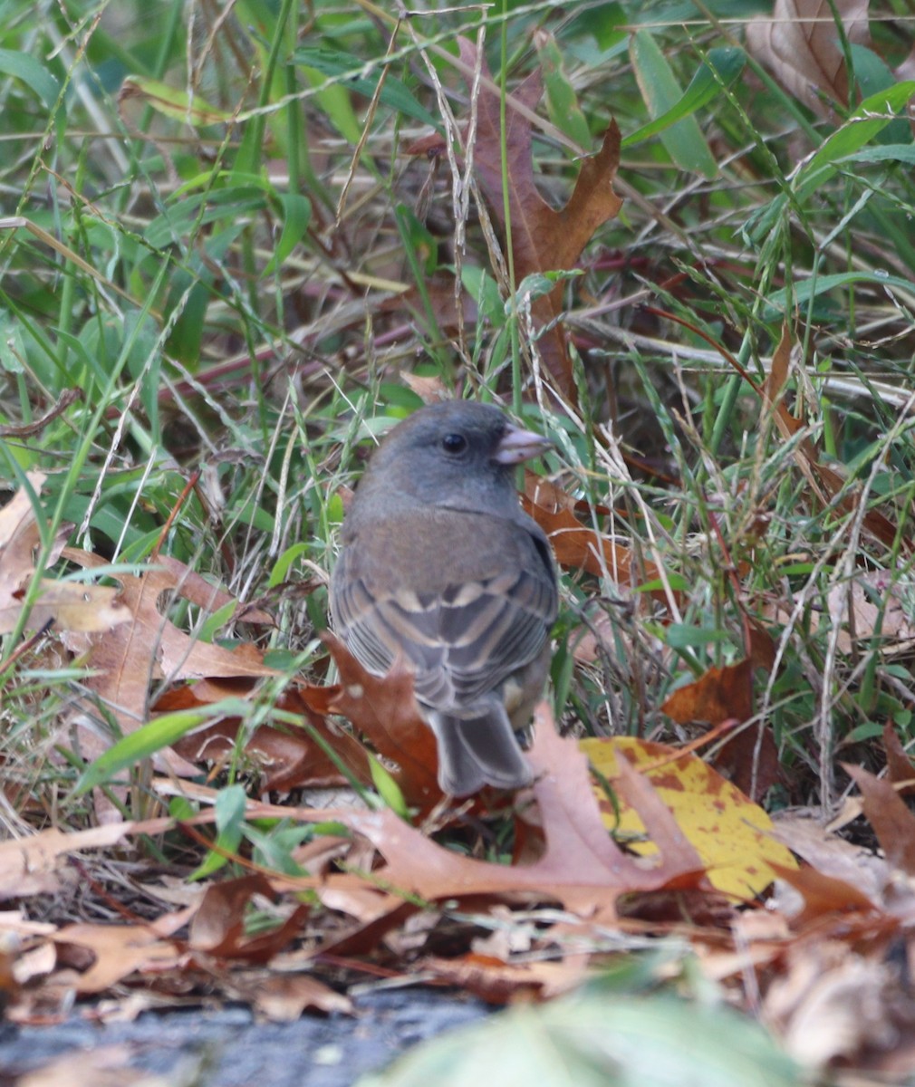 Kara Gözlü Junko (hyemalis/carolinensis) - ML643554366