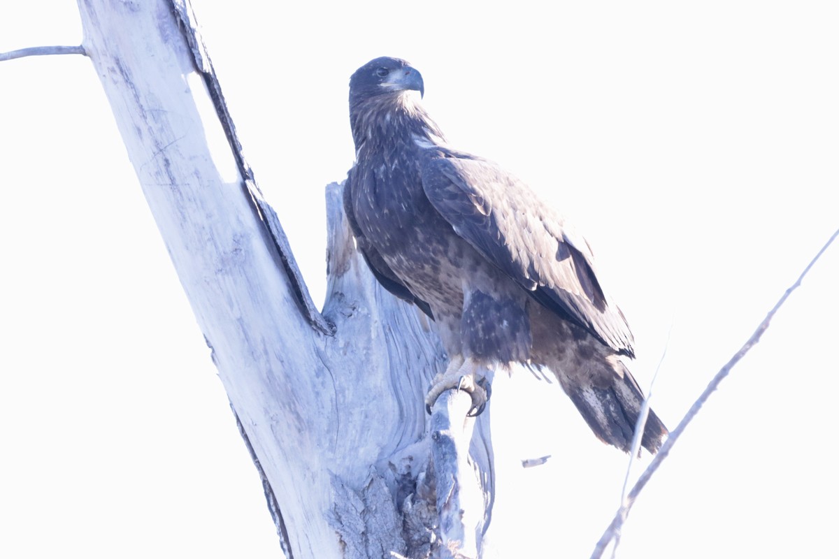 Bald Eagle - ML643554372