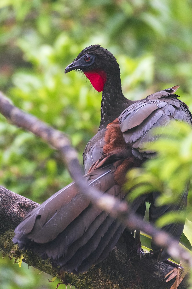 Crested Guan - ML643554383