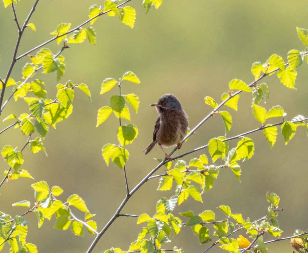 Dartford Warbler - ML643554414
