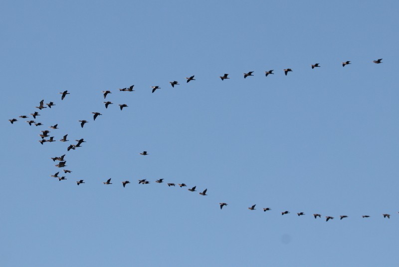 Double-crested Cormorant - ML643554431