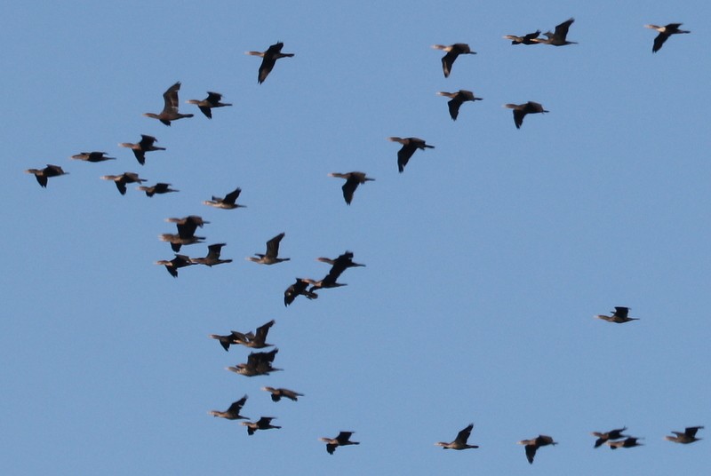 Double-crested Cormorant - ML643554432