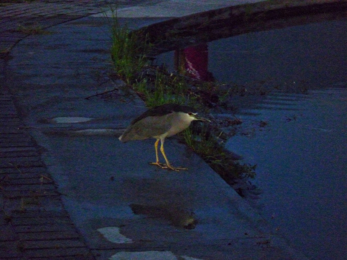 Black-crowned Night Heron - ML643554448