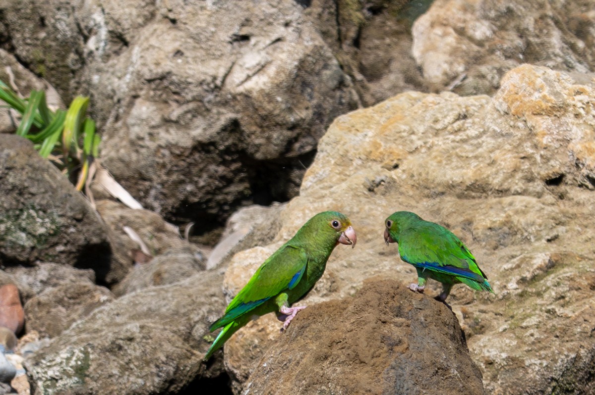 Cobalt-winged Parakeet - ML643554473