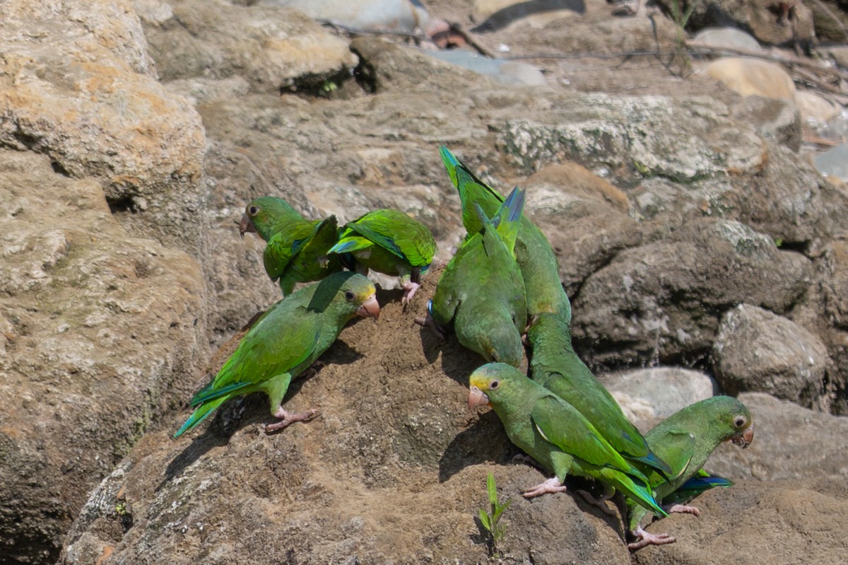 Cobalt-winged Parakeet - ML643554474