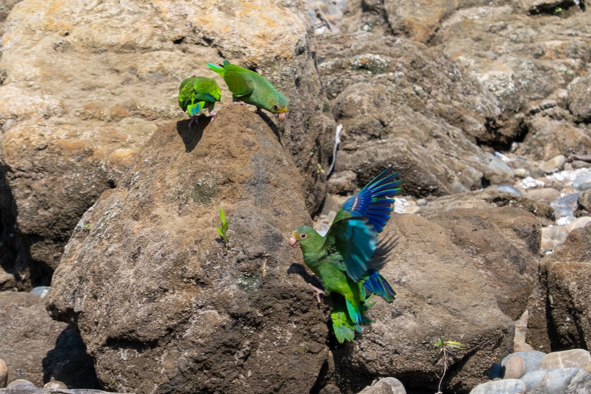 Cobalt-winged Parakeet - ML643554475