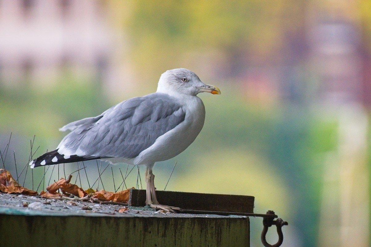 European Herring x Lesser Black-backed Gull (hybrid) - ML643554488