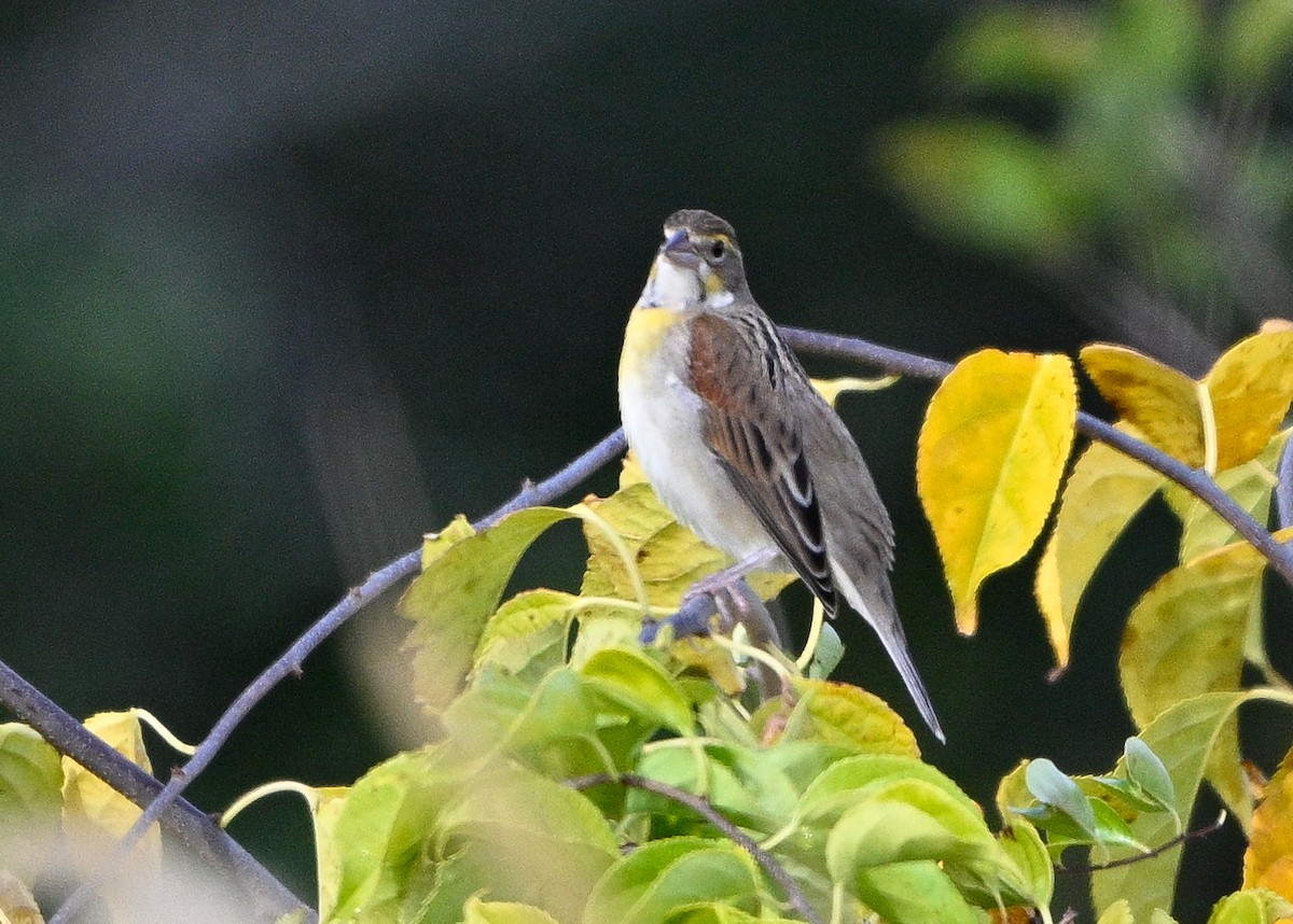 Dickcissel - ML643554489