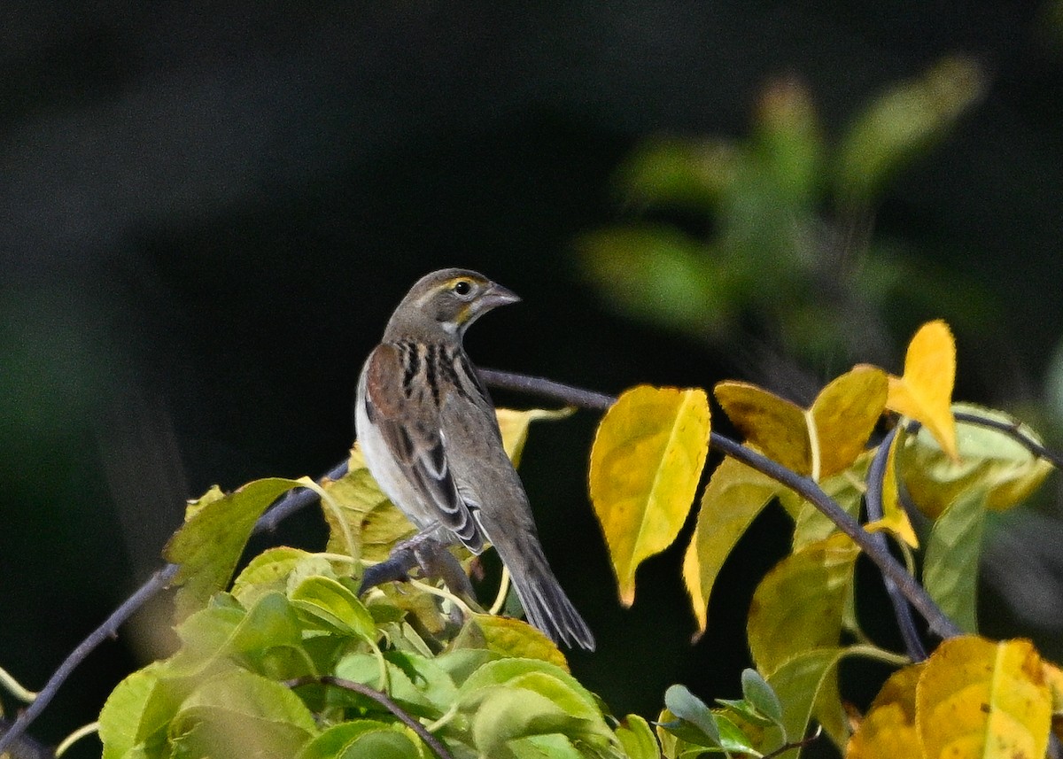 Dickcissel - ML643554490
