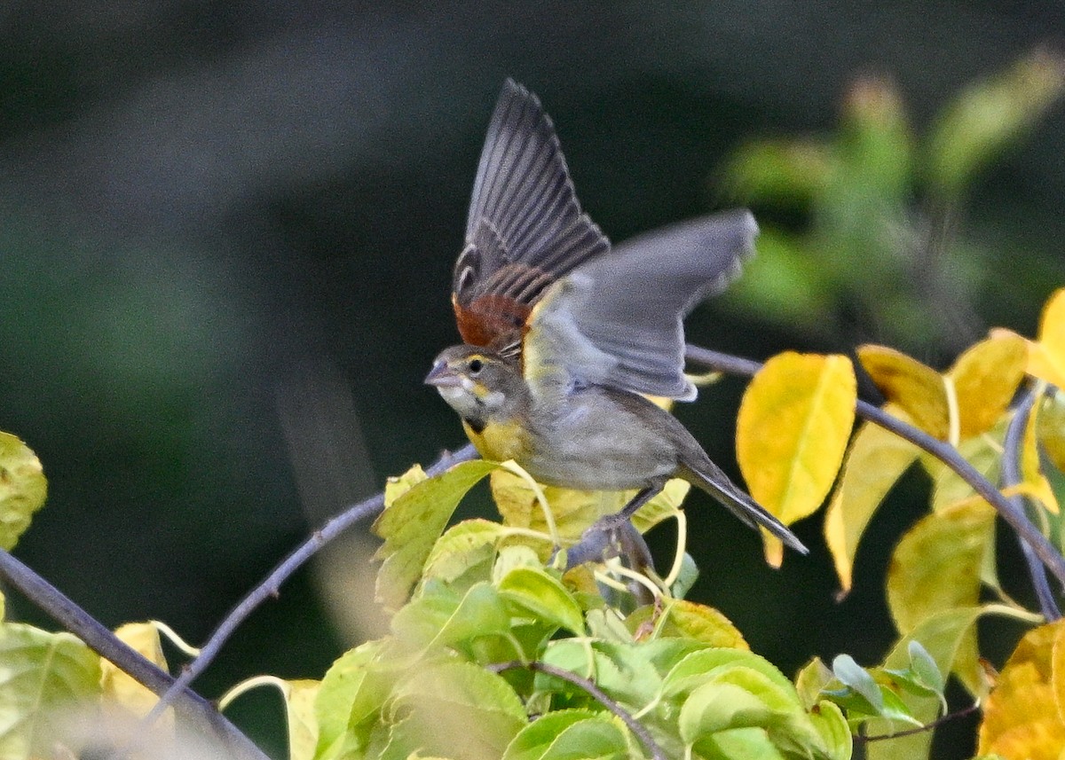 Dickcissel - ML643554491