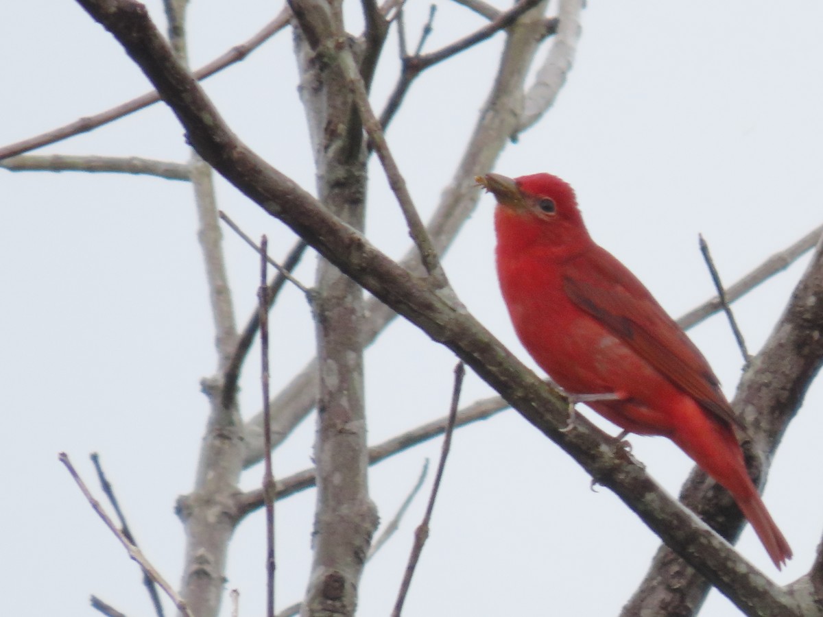 Summer Tanager - ML643554492