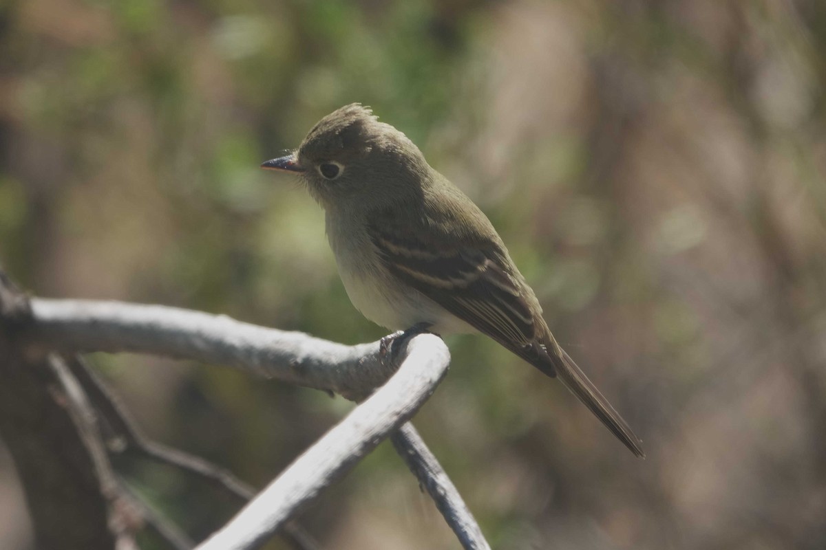Western Flycatcher (Pacific-slope) - ML643554497
