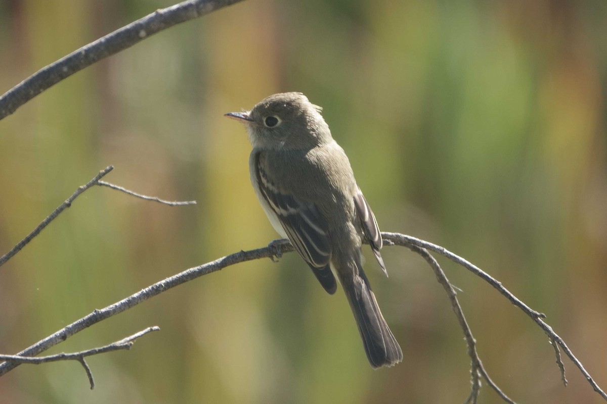 Western Flycatcher (Pacific-slope) - ML643554498