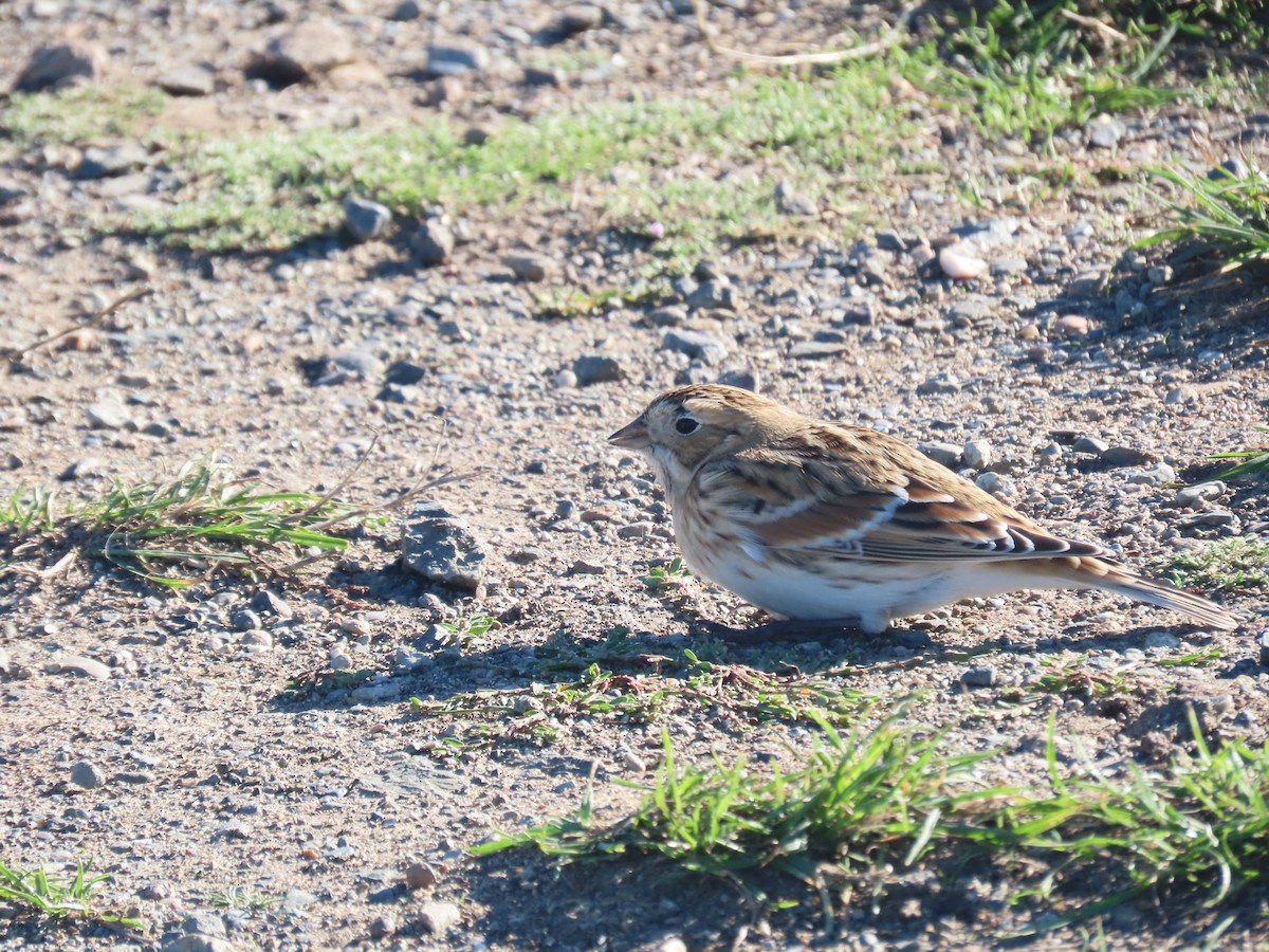 ツメナガホオジロ - ML643554515