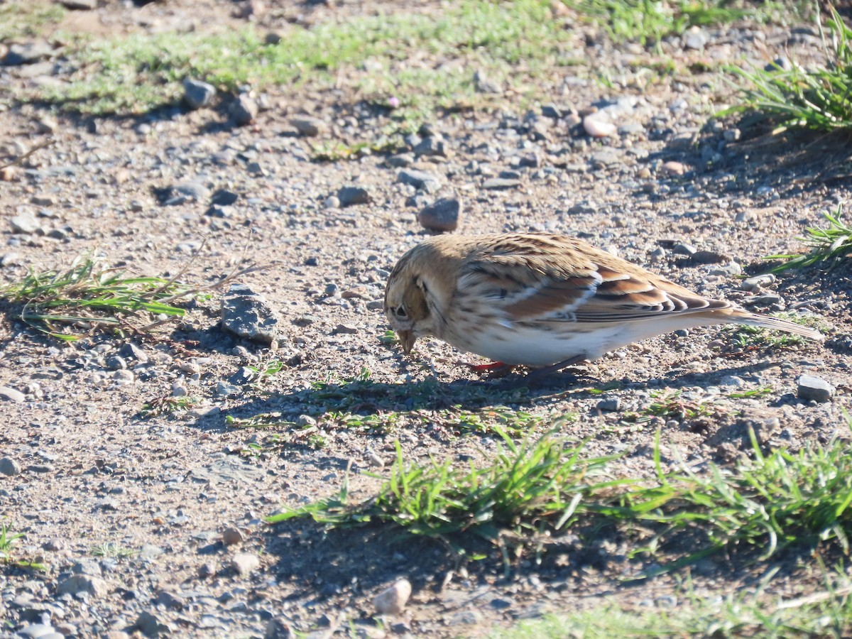 ツメナガホオジロ - ML643554516