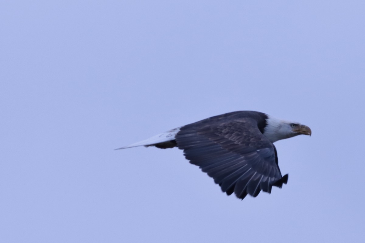 Bald Eagle - ML643554524