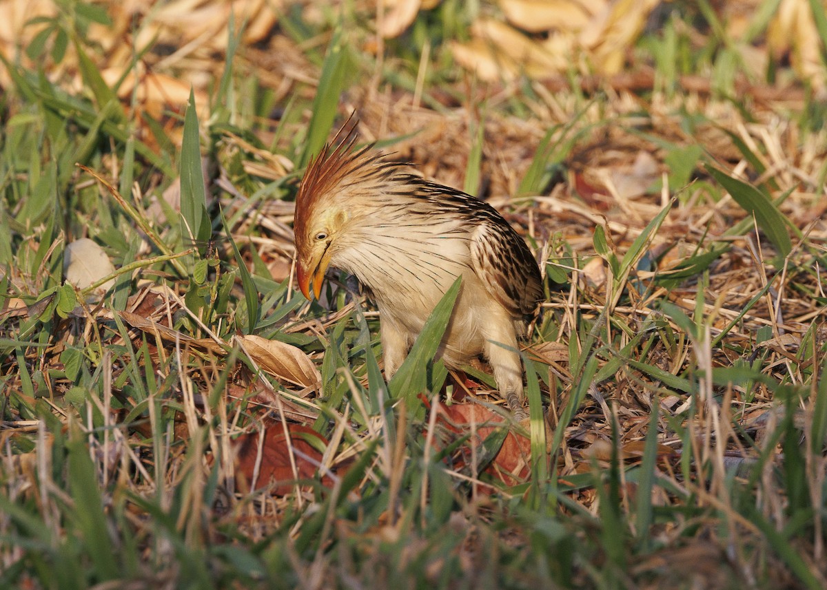 Guira Cuckoo - ML643554544