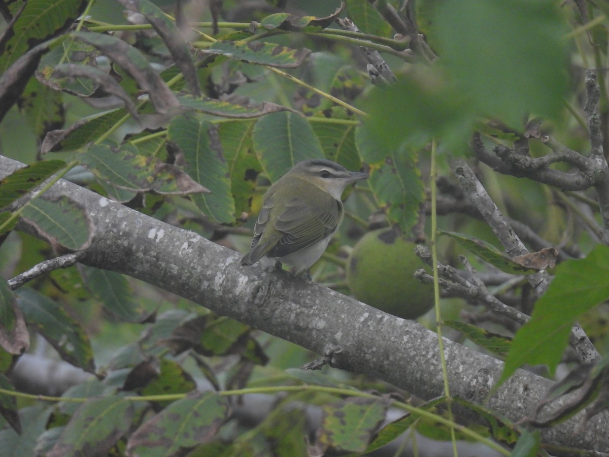 Red-eyed Vireo - ML643554546