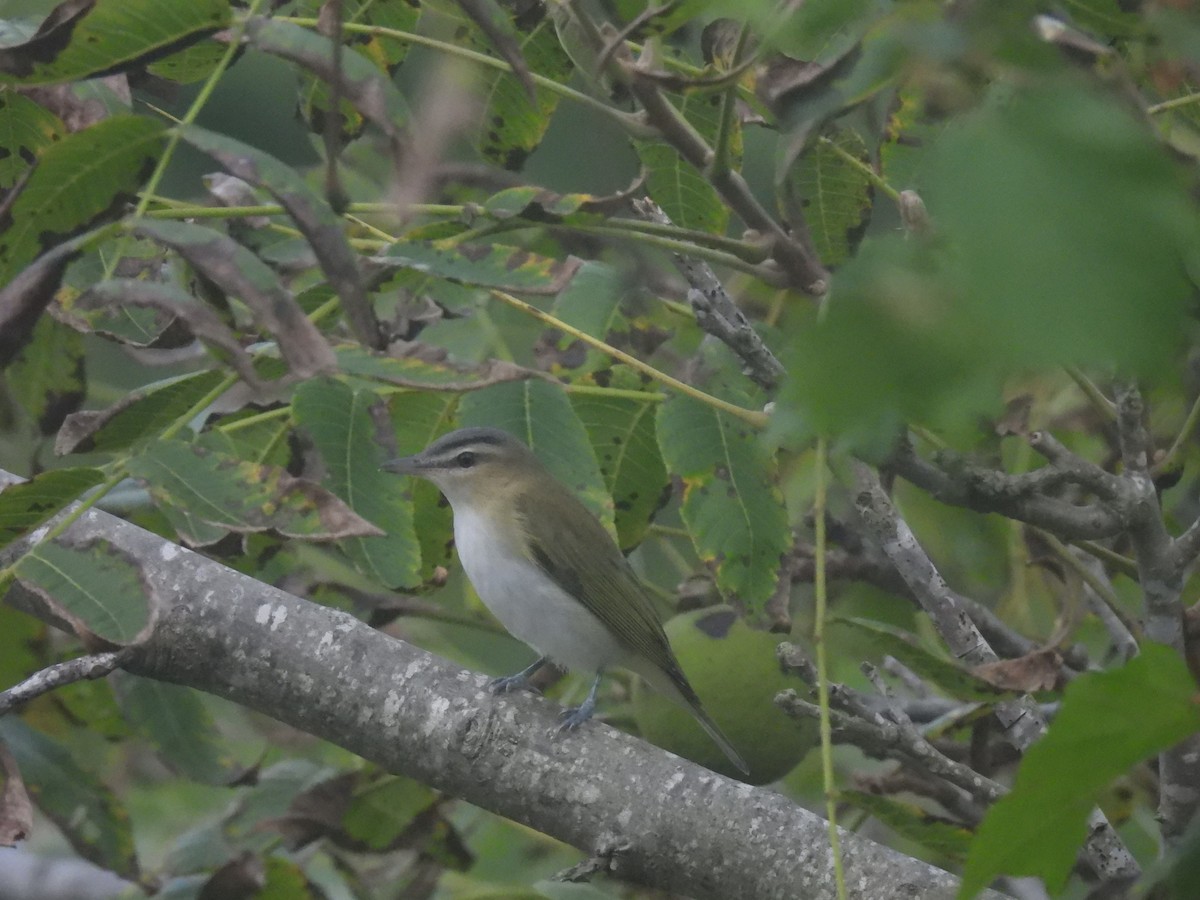 Red-eyed Vireo - ML643554548