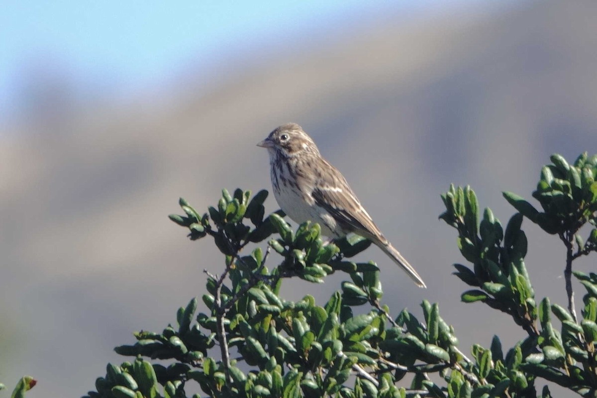 Vesper Sparrow - ML643554549