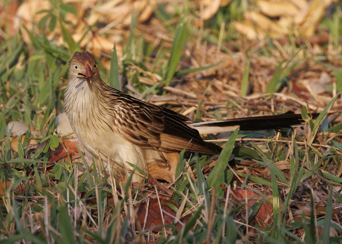 Guira Cuckoo - ML643554555