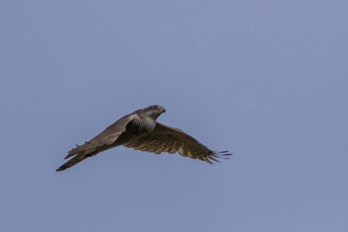 Eurasian Goshawk - ML643554574