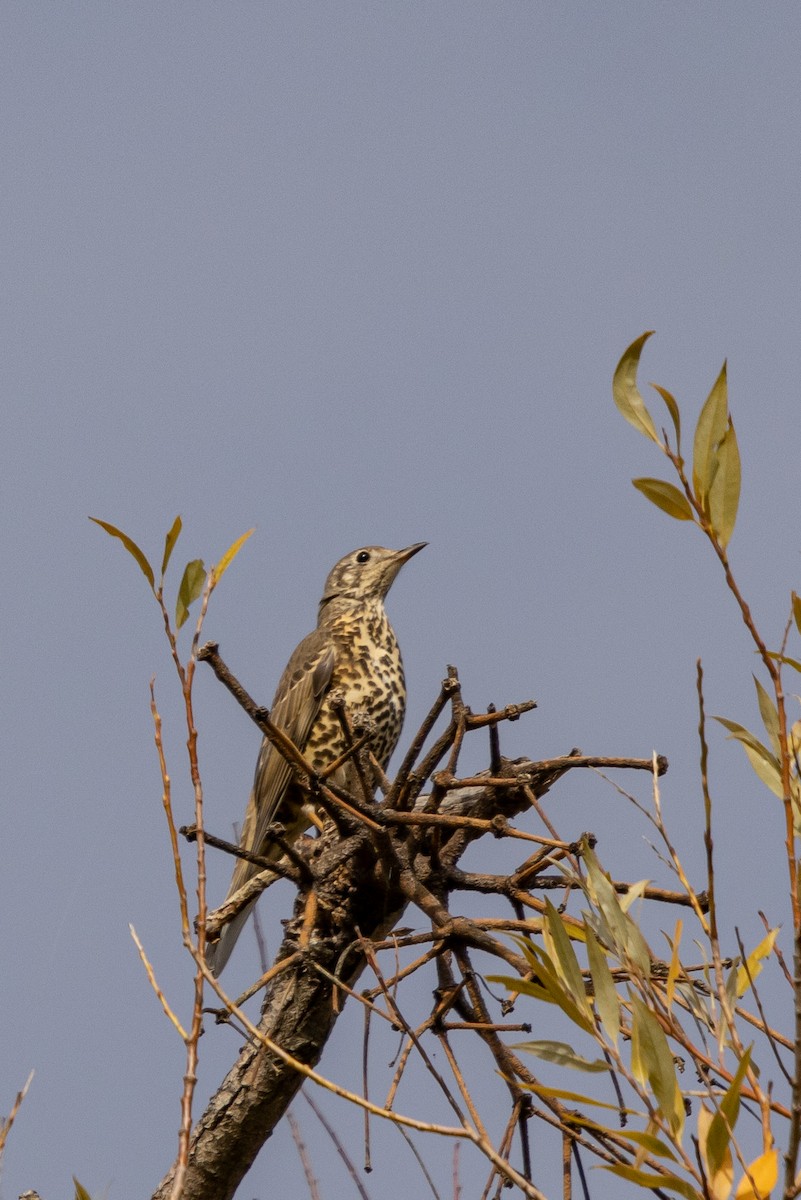 Mistle Thrush - ML643554618