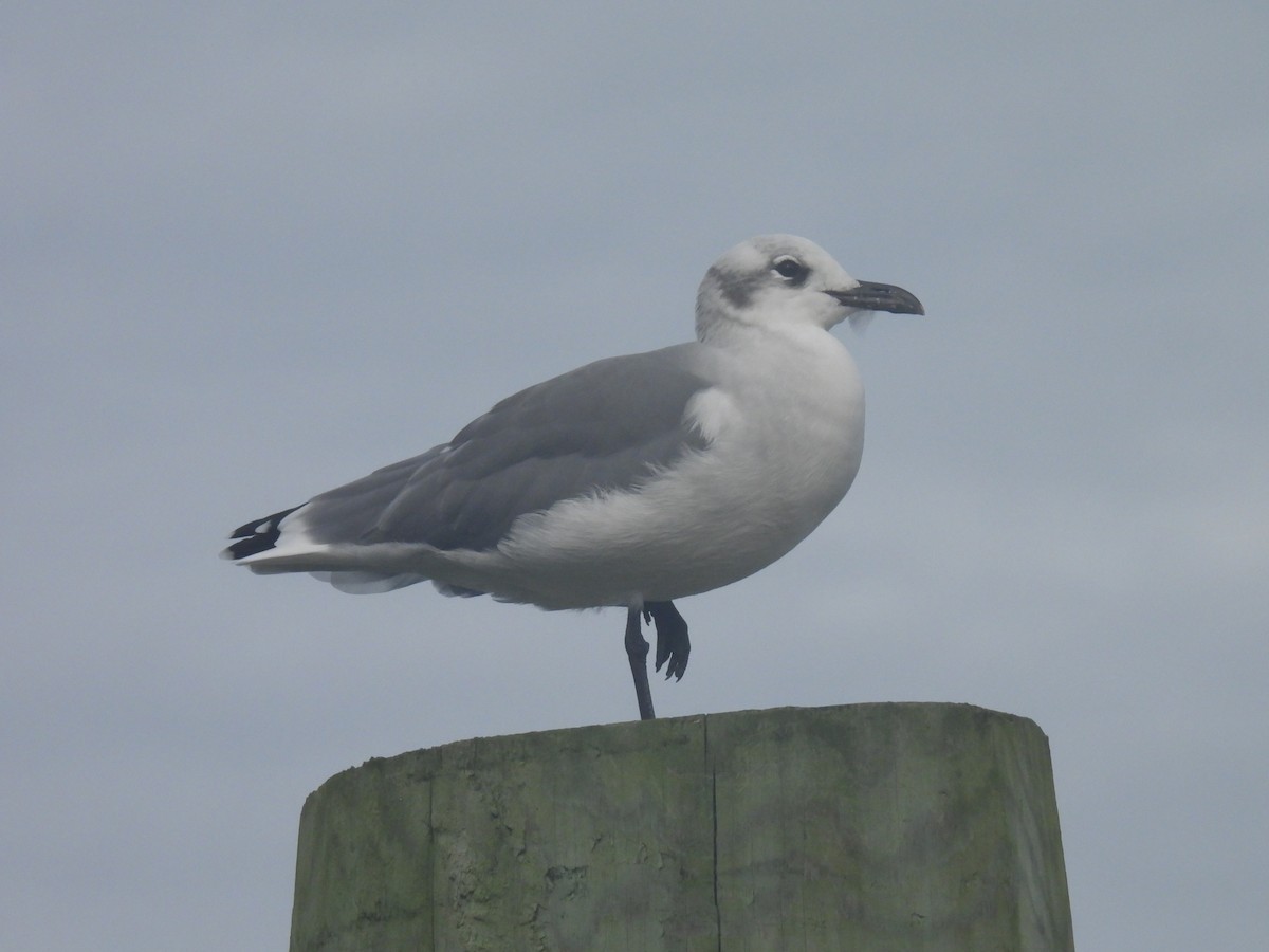 Laughing Gull - ML643554640