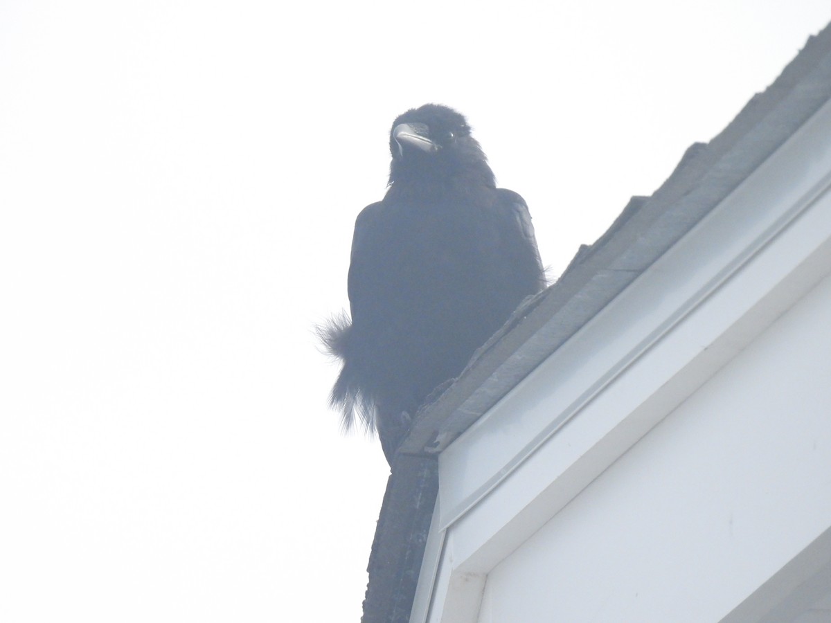 Fish Crow - ML643554659