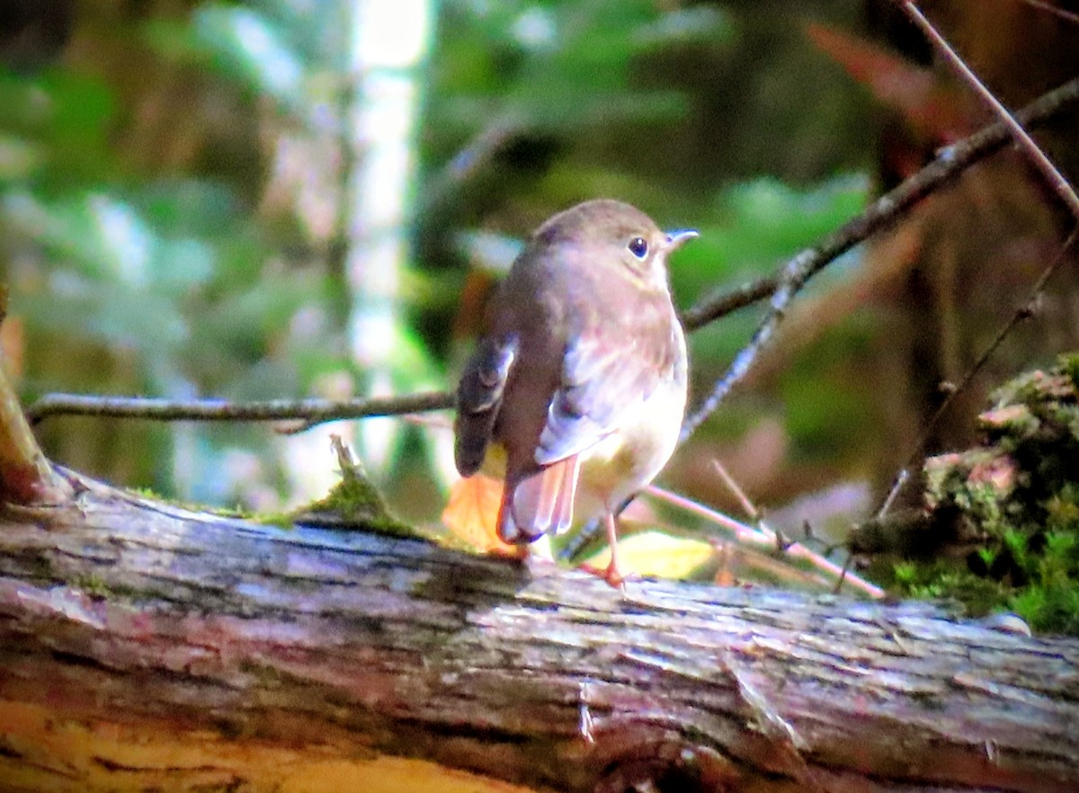 Hermit Thrush - ML643554676