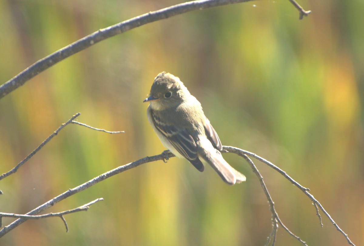 Western Flycatcher (Pacific-slope) - ML643554678