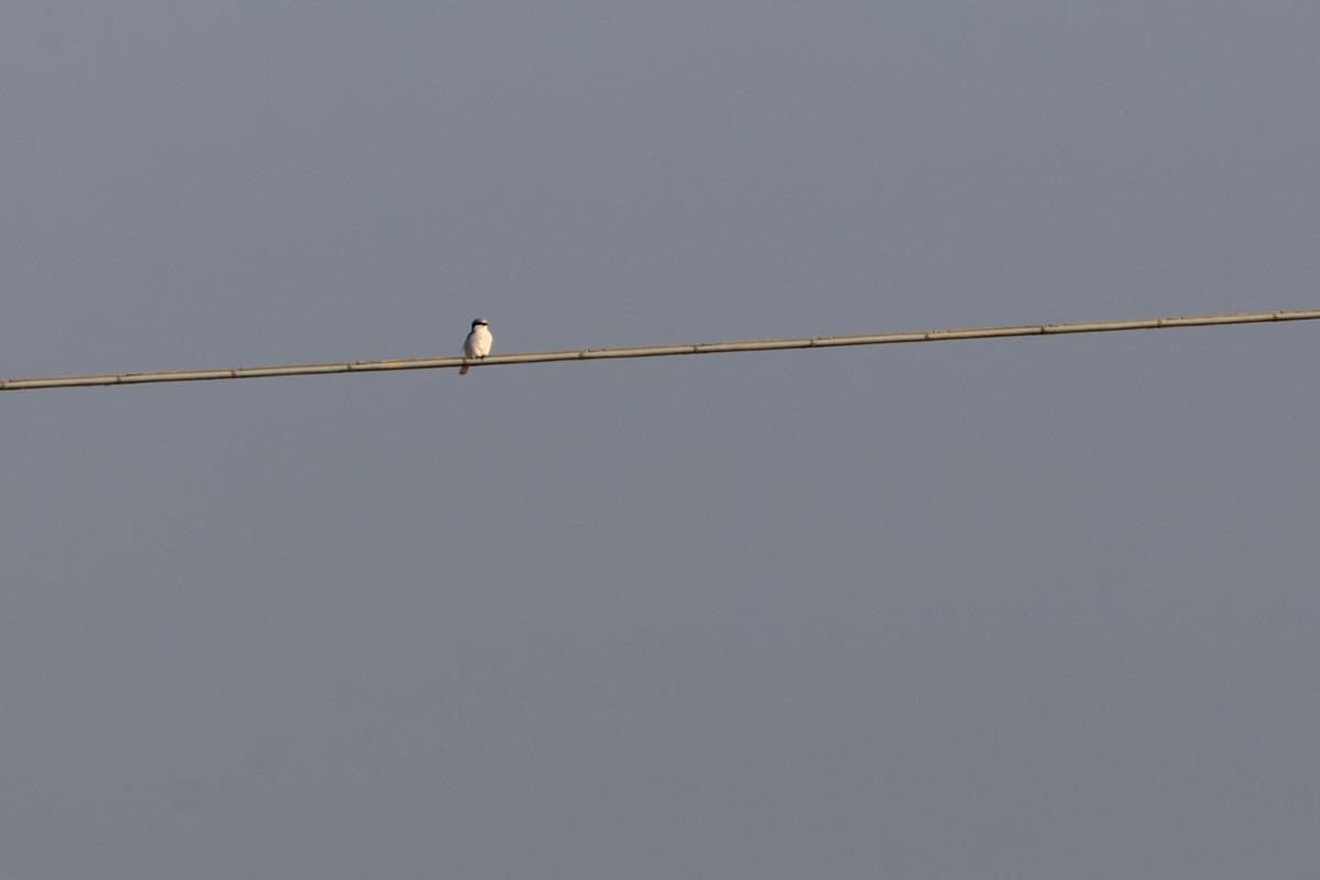 Great Gray Shrike - ML643554712