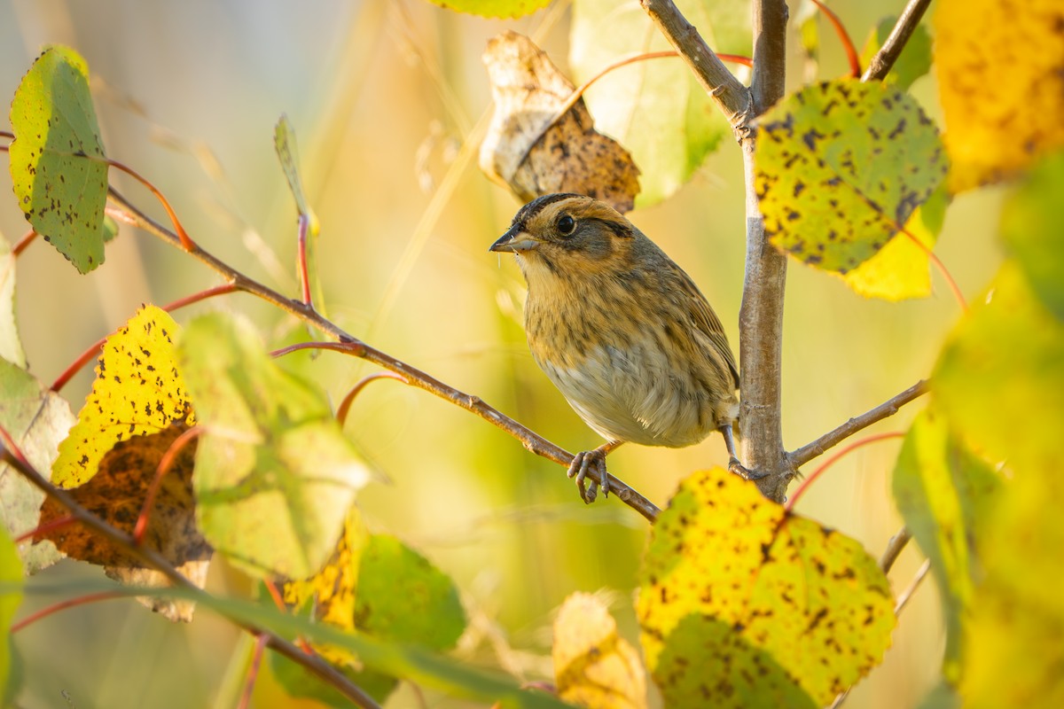 Nelson's Sparrow - ML643554717