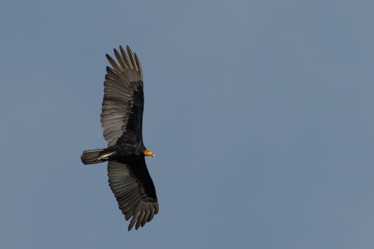 Greater Yellow-headed Vulture - ML643554762