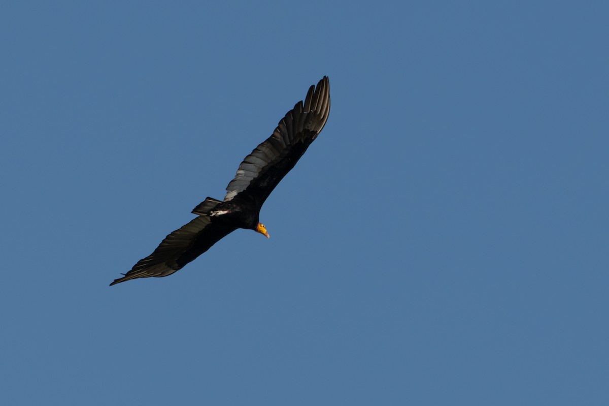 Greater Yellow-headed Vulture - ML643554763