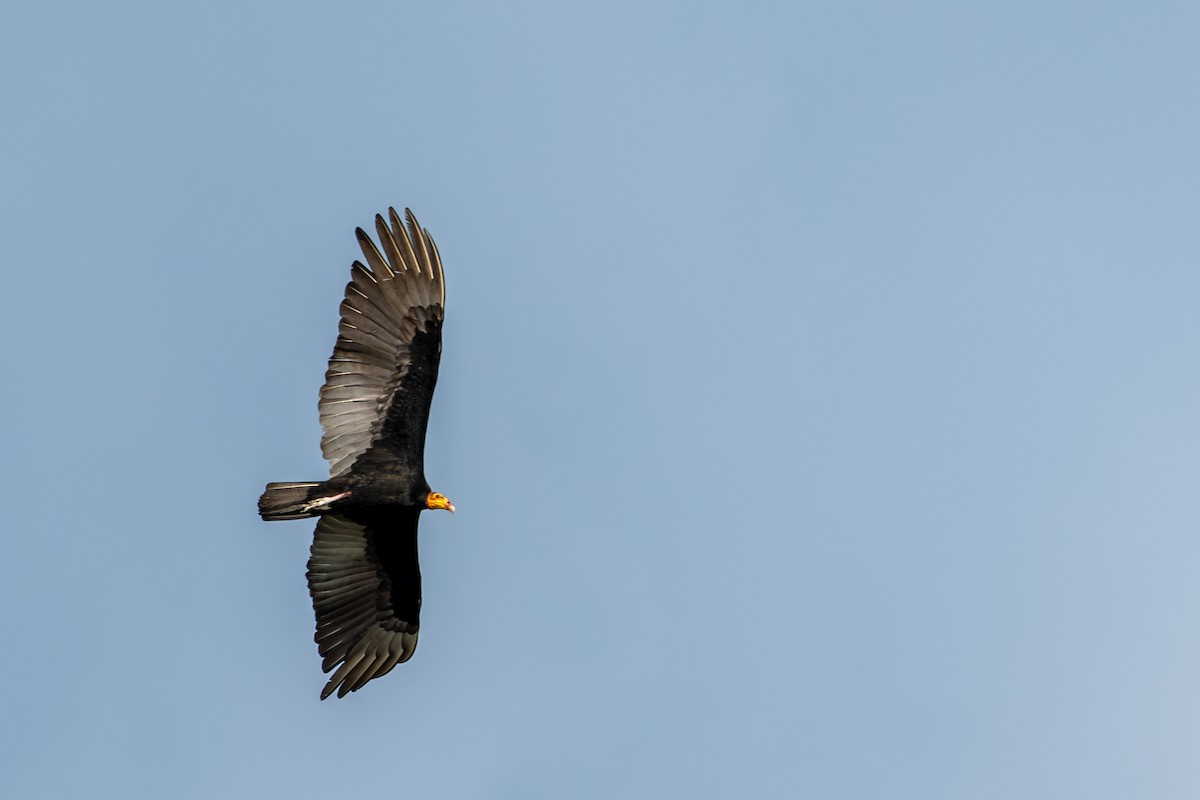 Greater Yellow-headed Vulture - ML643554764