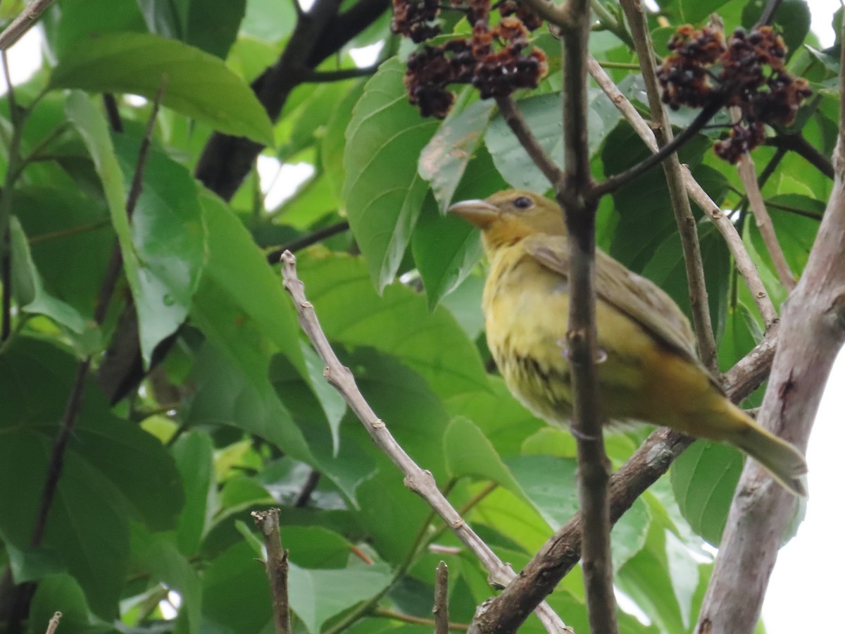 Summer Tanager - ML643554771