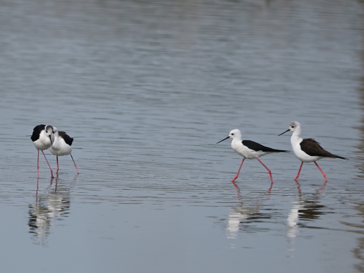 Black-winged Stilt - ML643554772