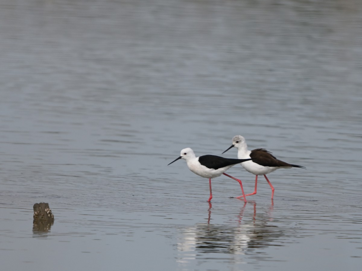 Black-winged Stilt - ML643554777