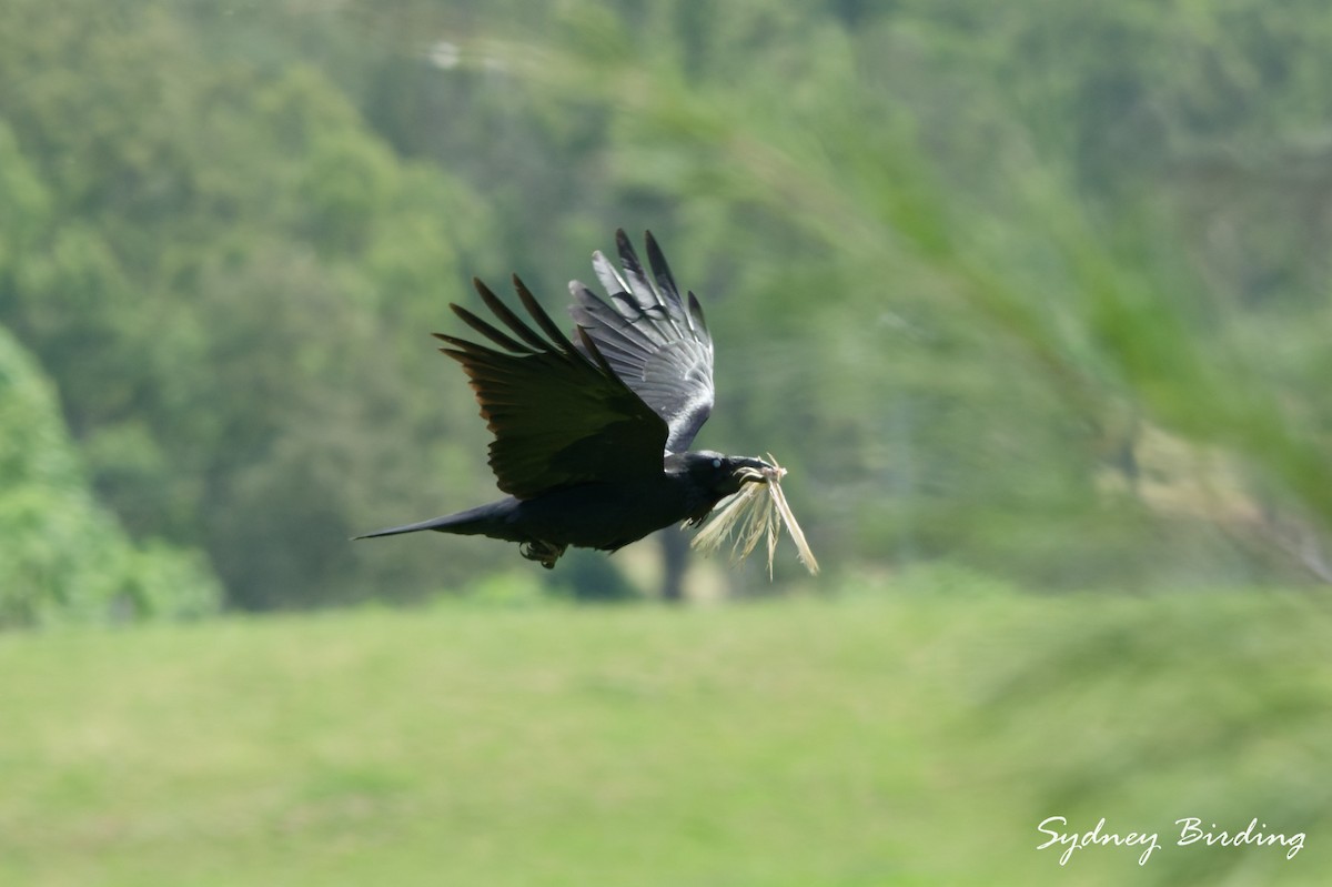 Australian Raven - ML643554780